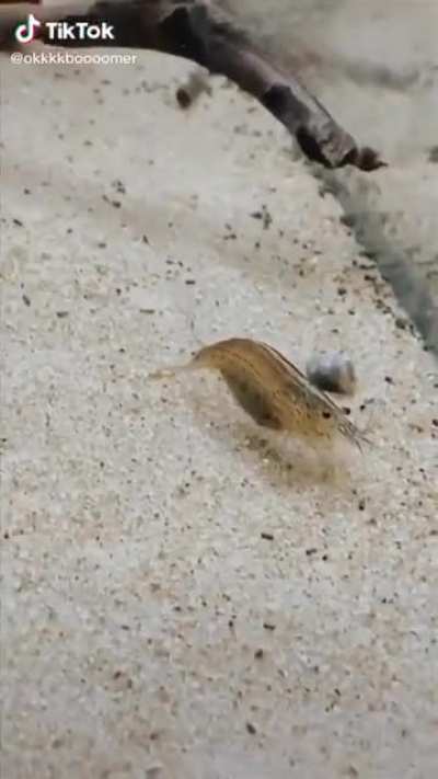 that shrimp's got moves