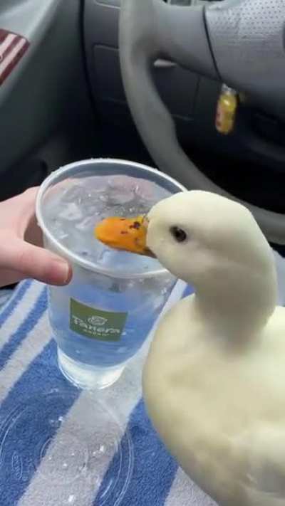 This duck loves ice water so much ?