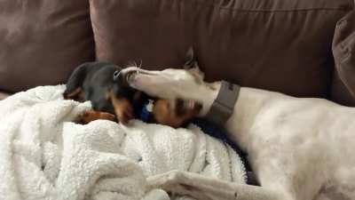I rescued a retired racing greyhound at the same time that my SO got a dachshund puppy. They became instant bros! I could watch them play all day.