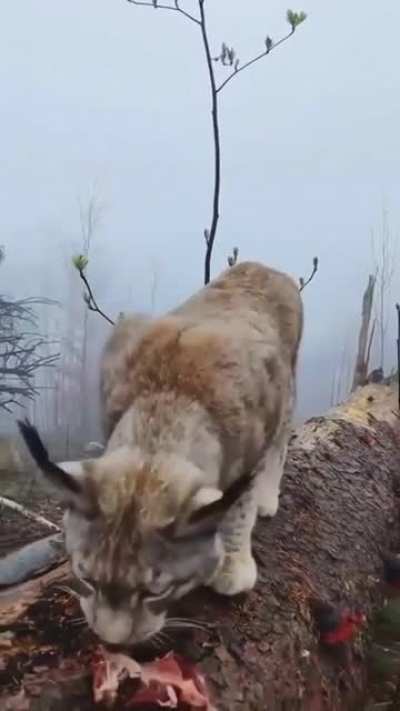 ? Iberian Lynx
