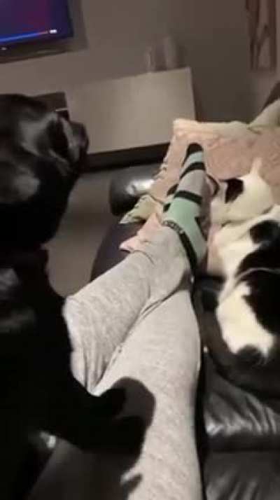 The cat’s face when the dog meow’d ?