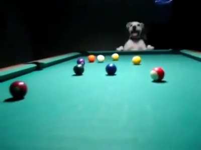 This is Halo the Pool playing Doggo
