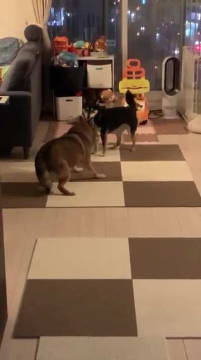 Mystery dog game.