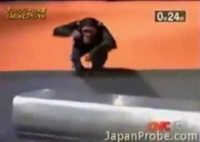 Idk if this should go here but ninja warrior chimp is impressive