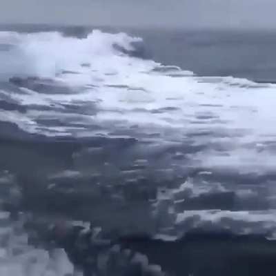 ? Orcas following a boat