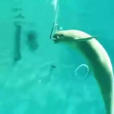 Nice trick