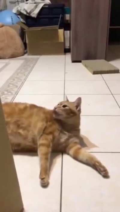 Cat slide ?