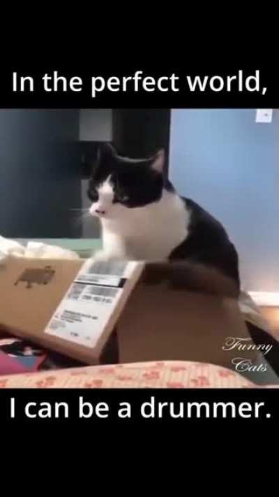 Cat trying to be a drummer. #cats ? ?