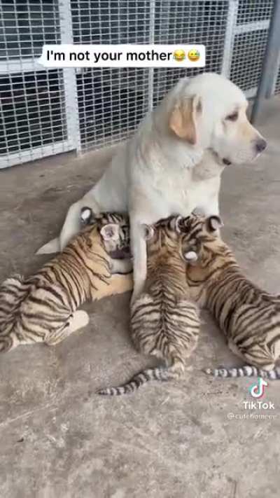 It’s all fun and games until the lab eats those tigers.