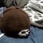 I'm a turtle :D
