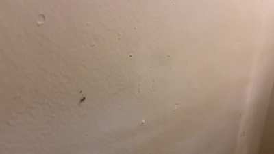 This ant annoying a spider ?