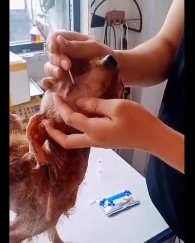 Man helps out a dog in the street, an absolute hero.