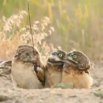 ? Burrowing owls aren’t sure what to make of their friend’s stick ?