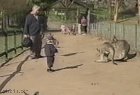 To pet a kangaroo