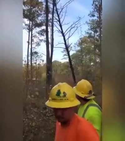 The revenge of the trees