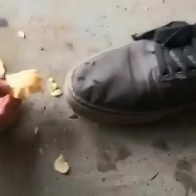 Feeding timid animals