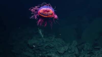 ? A Fireworks Jellyfish