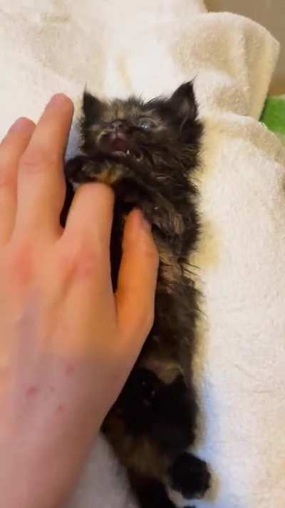 Suki was so smol ð¥ºâ¤ï¸