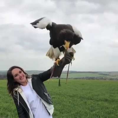 ? The biggest eagle in the world - Steller's sea eagle! Credit: @birdsjade