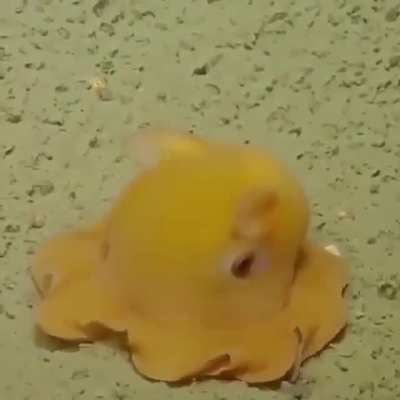 ? Dumbo octopus