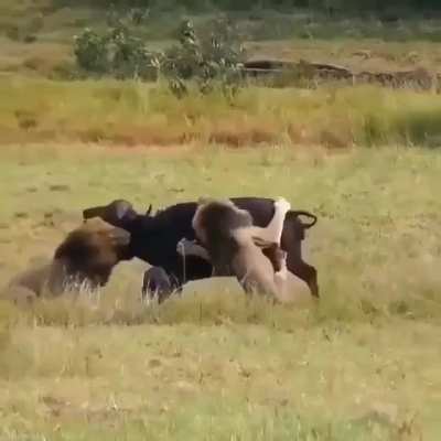 ? Lions ambush Buffalo and it's cub and strangulate them to death