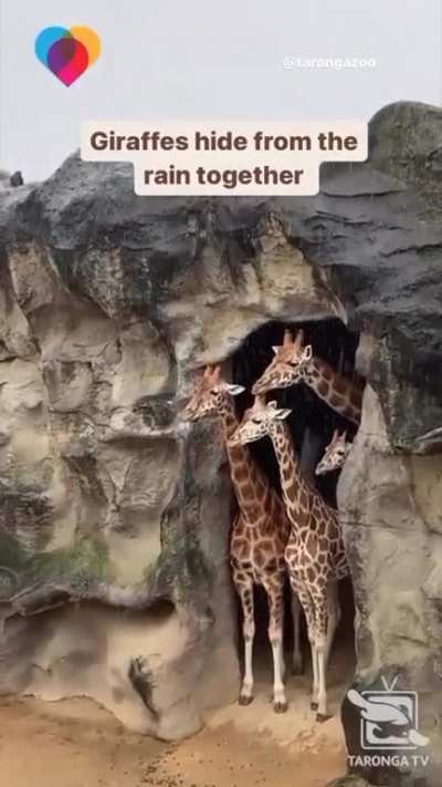 A herd of giraffes seek shelter inside a cave from the pounding rainfall