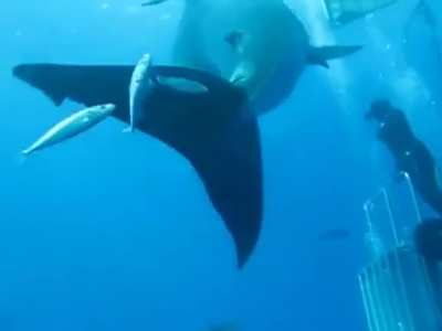 ? Deep Blue, The Largest Surviving Great White Shark