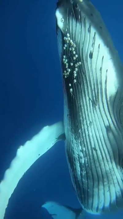 ? "I swam away from this animal to give it space. It didn’t like it so it swam back to me. Those pectoral fins are about 8-10 ft long .. and it carefully maneuvered them around me." @cainedelacy/French Polynesia