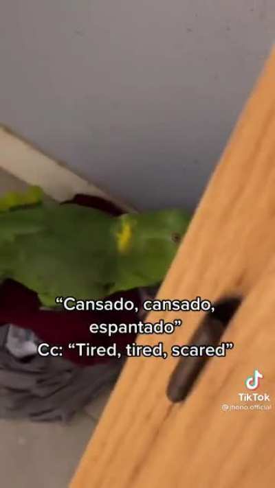 What it’s like to have a 2nd Hispanic mother that’s a parrot ?