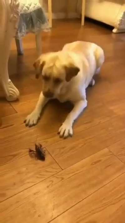 - hah, what is that sh*t? AAAAA