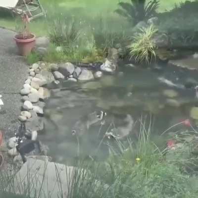 ? This pair of young raccoons attempting to summon a portal in someone's koi pond ?