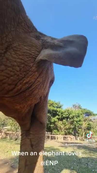 Elephant greeting
