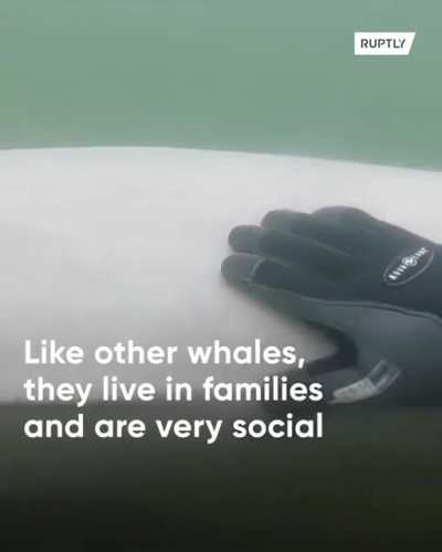 ? Russian diver has friendly encounter with Beluga whale.. ?
