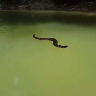 ? Running into a (moderately) aggressive Cottonmouth while canoeing....