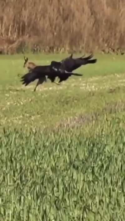 You can't just catch a hare!