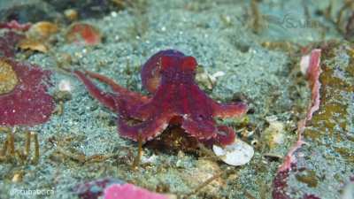 ? A tiny predator on the night shift - watch this baby octopus hunting on the sea bottom [OC]