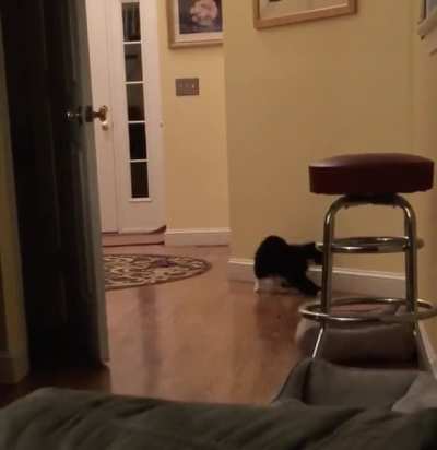 Catch that tail!