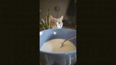 Some say Jasper can smell the bowl of Cheerios from a quarter mile away ?