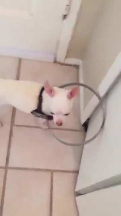 Blind dog was scared to walk, so it's owner made this nice little device