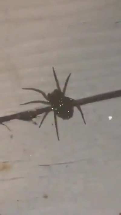 ? This is a wolf spider carrying her babies. The sparkles are their eyes.