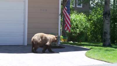 Wait, I'm a bear