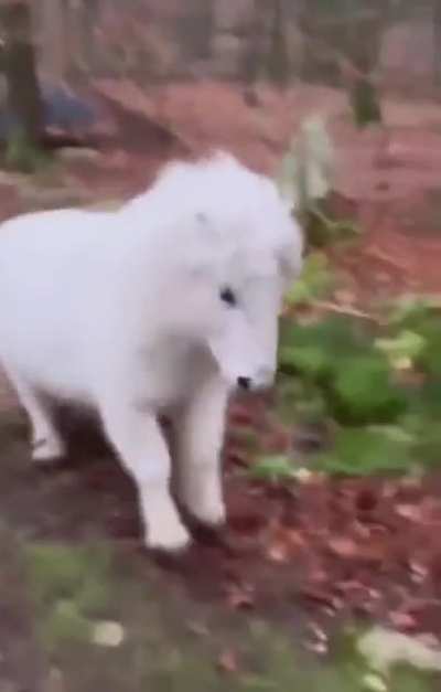 This white mini horse ?