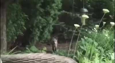 ? A family of seven foxes having a blast at this man garden ?