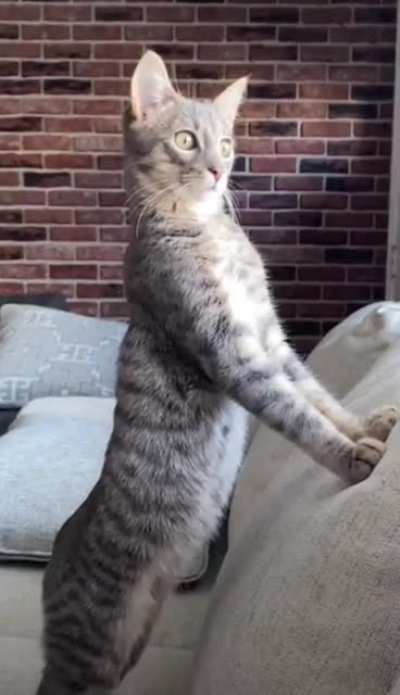 Nosy kitty.
