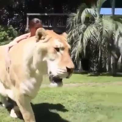 I think it is called a Liger