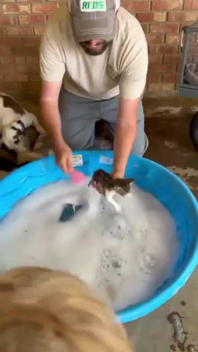 Update on the 13 kittens that ambushed this man. They’re getting their first bath this morning.