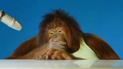 Orangutan ASMR ?
