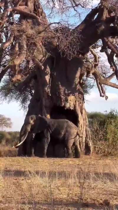 ? Super tusker uses a giant African Baobab to scratch that itch and remove parasites. These magnificent animals are on the very brink of extinction due to selective poaching