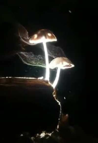 ? Shrooms Releasing Spores