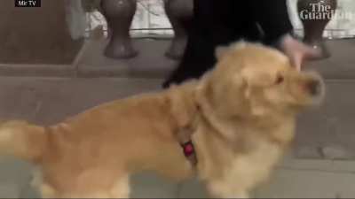 Dog of chaos